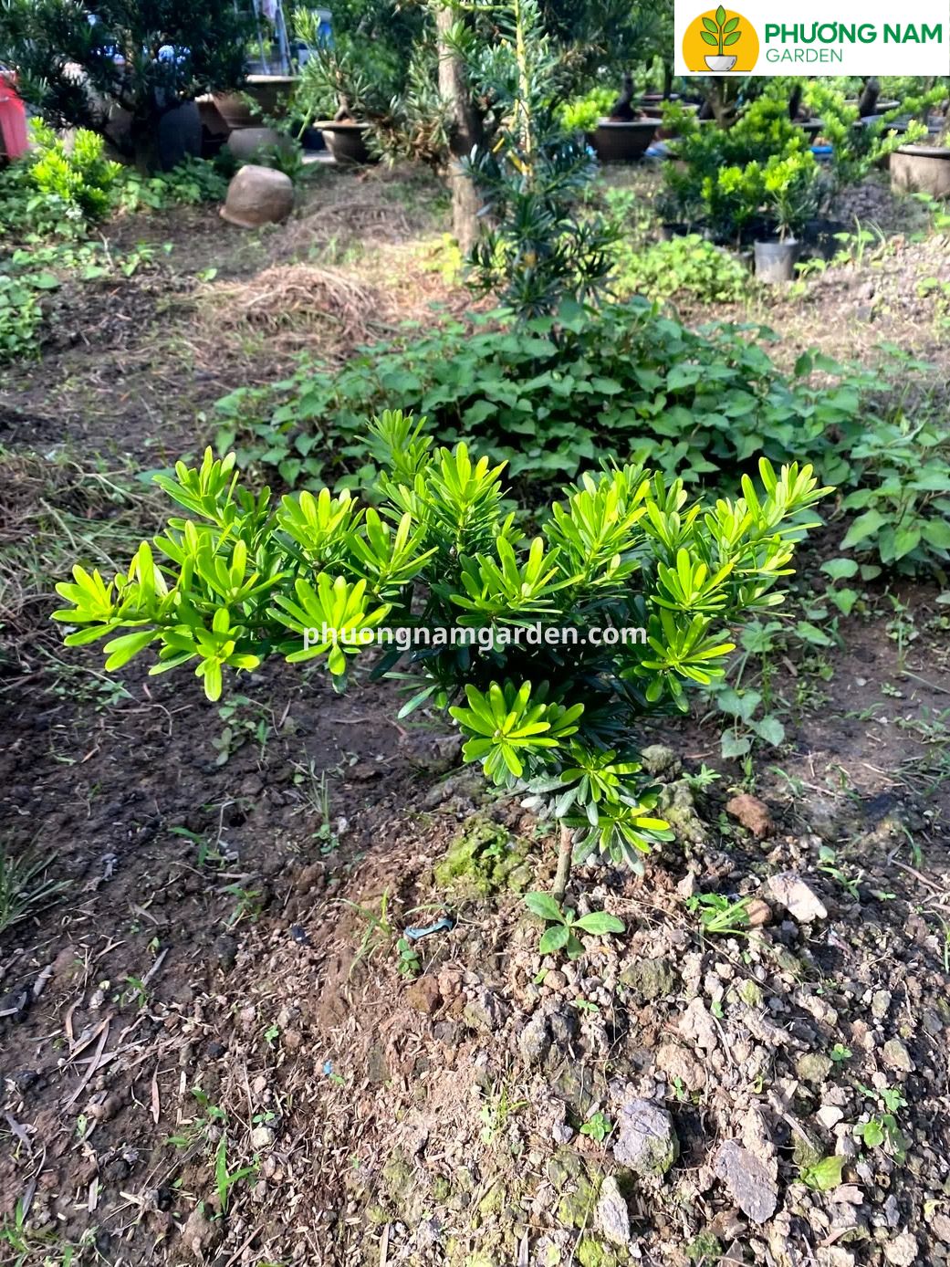 Tùng Kim Cương Xanh: Đặc Điểm, Giá Bán & Cách Chăm Sóc Bền Đẹp 6 Tùng Kim Cương Xanh: Đặc Điểm, Giá Bán & Cách Chăm Sóc Bền Đẹp - Ảnh 4