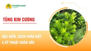 Tùng Kim Cương: Đặc Điểm, Cách Phân Biệt & Kỹ Thuật Chăm Sóc