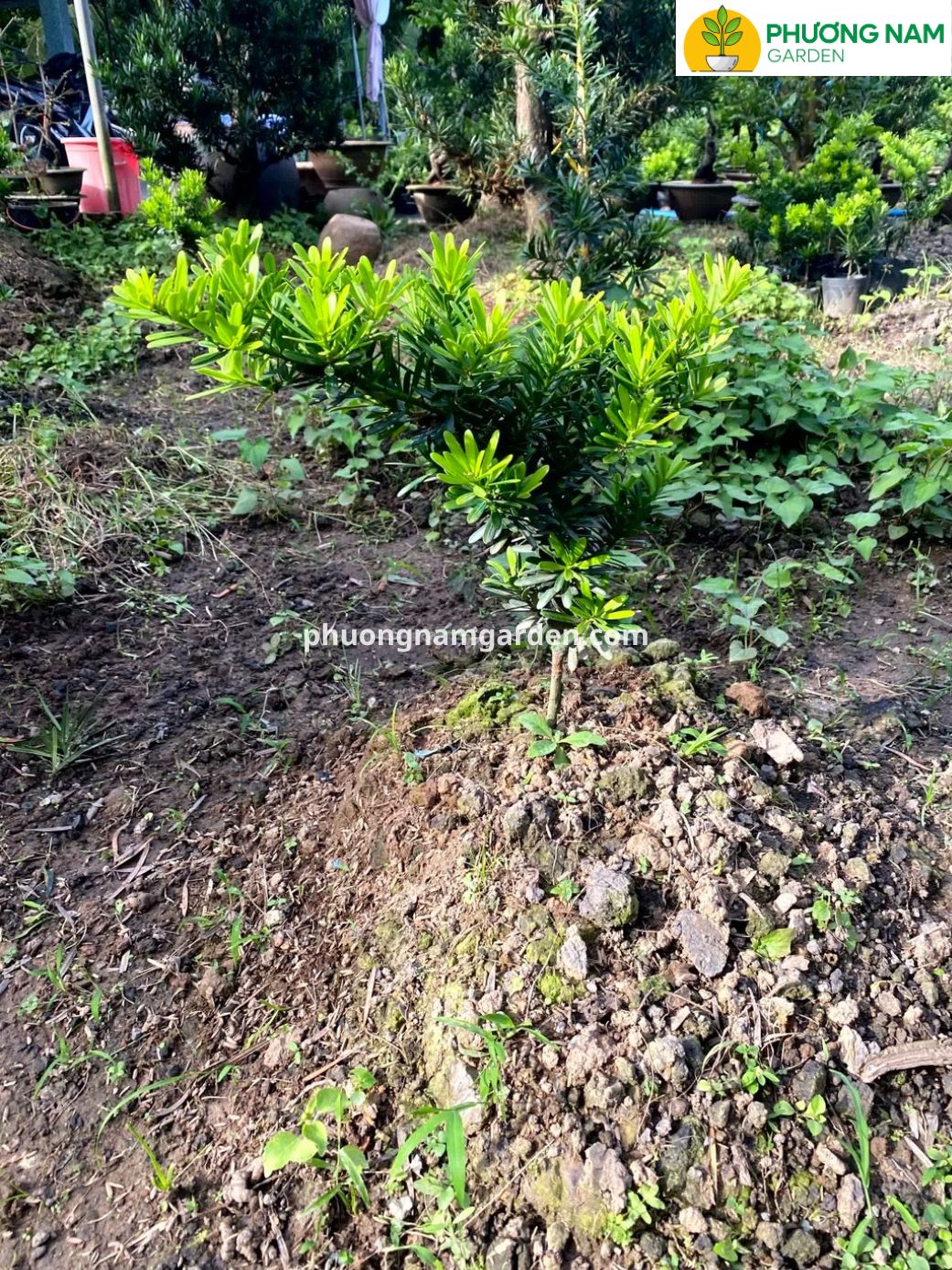 Tùng Kim Cương Xanh: Đặc Điểm, Giá Bán & Cách Chăm Sóc Bền Đẹp 5 Tùng Kim Cương Xanh: Đặc Điểm, Giá Bán & Cách Chăm Sóc Bền Đẹp - Ảnh 3