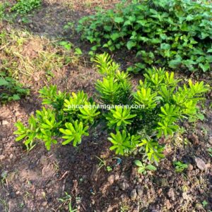 Tùng Kim Cương Xanh: Đặc Điểm, Giá Bán & Cách Chăm Sóc Bền Đẹp 9 Tùng Kim Cương Xanh: Đặc Điểm, Giá Bán & Cách Chăm Sóc Bền Đẹp