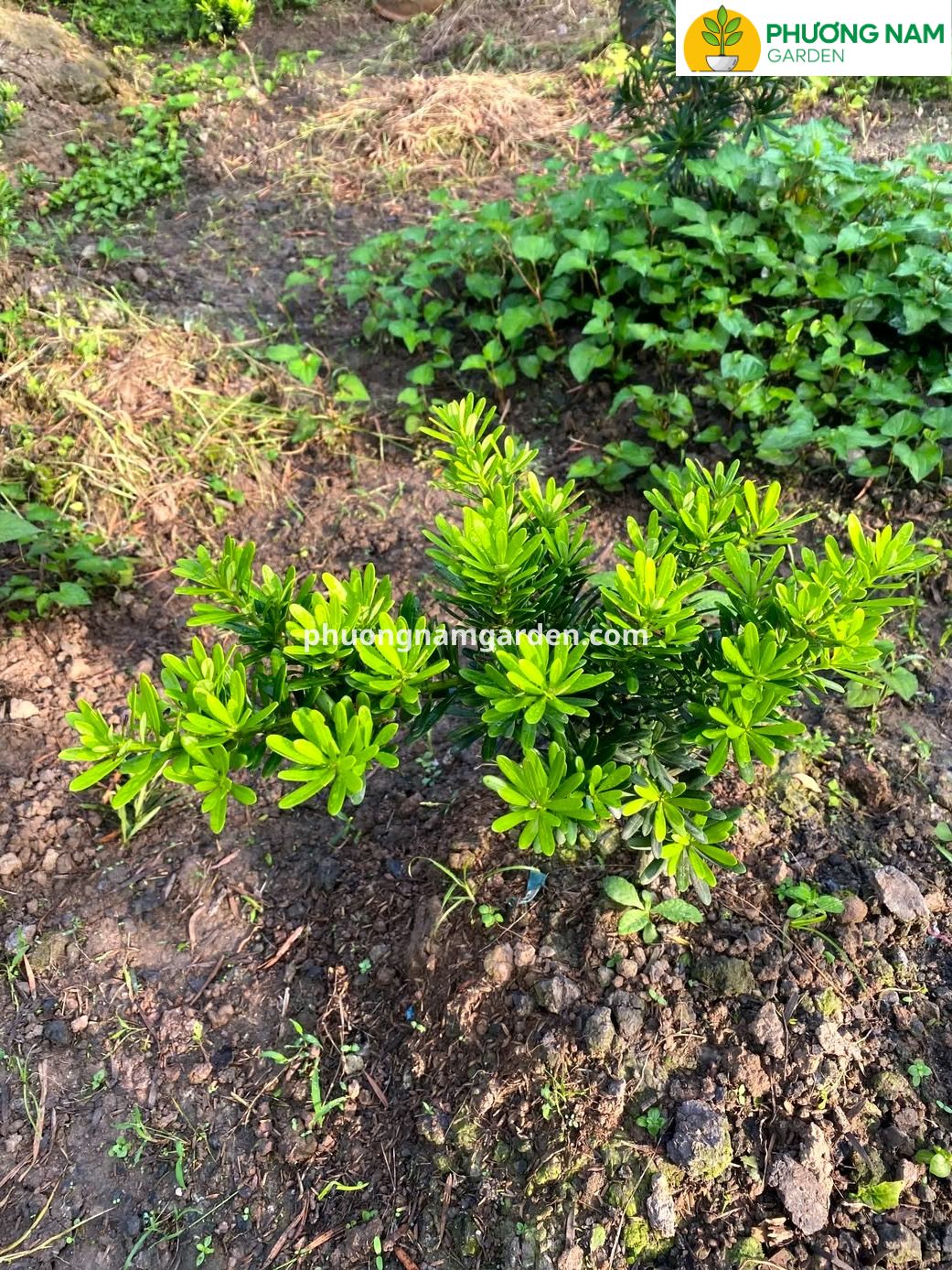 Tùng Kim Cương Xanh: Đặc Điểm, Giá Bán & Cách Chăm Sóc Bền Đẹp 4 Tùng Kim Cương Xanh: Đặc Điểm, Giá Bán & Cách Chăm Sóc Bền Đẹp - Ảnh 2