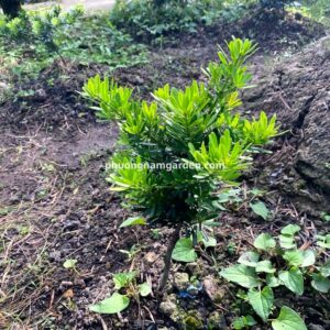 Kỹ thuật chăm sóc tùng kim cương