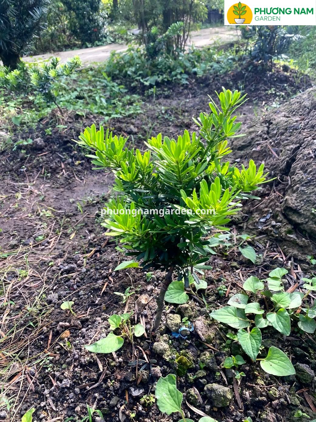 Kỹ thuật chăm sóc tùng kim cương