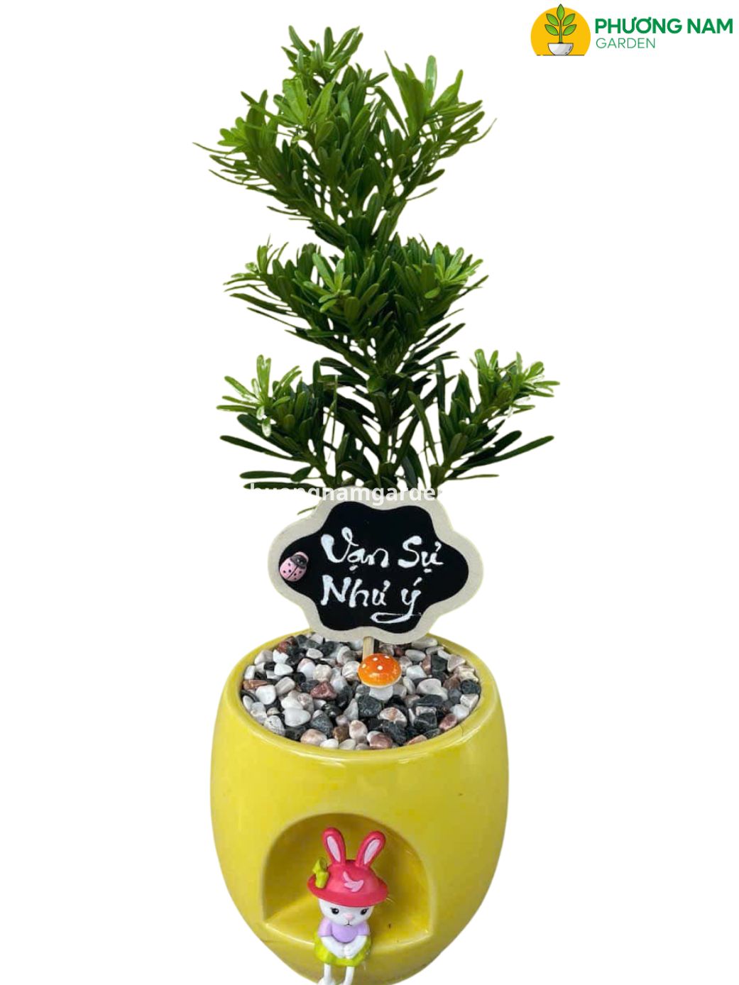 Tùng kim cương để bàn