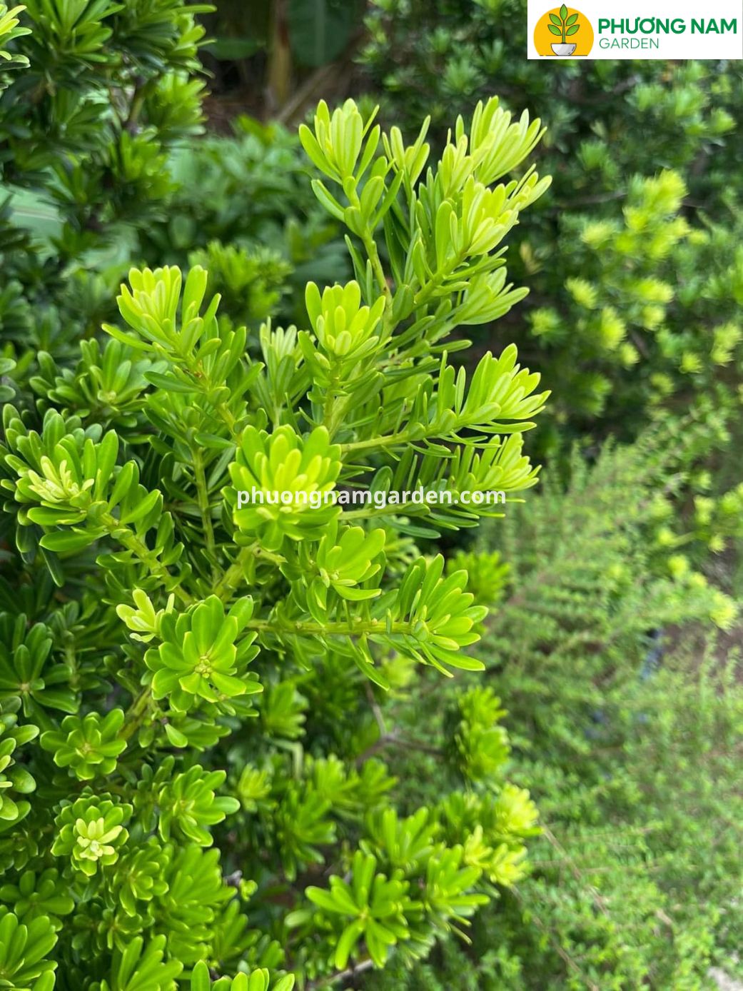 Đặc điểm hình thái nổi bật của giống cây tùng kim cương