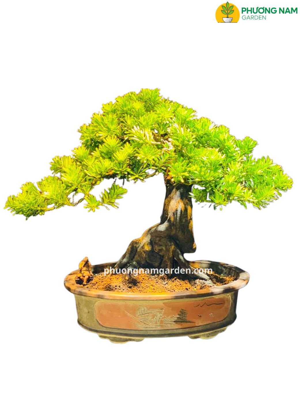Tùng Kim Cương Xanh: Đặc Điểm, Giá Bán & Cách Chăm Sóc Bền Đẹp 15 Ý nghĩa phong thủy của cây tùng kim cương