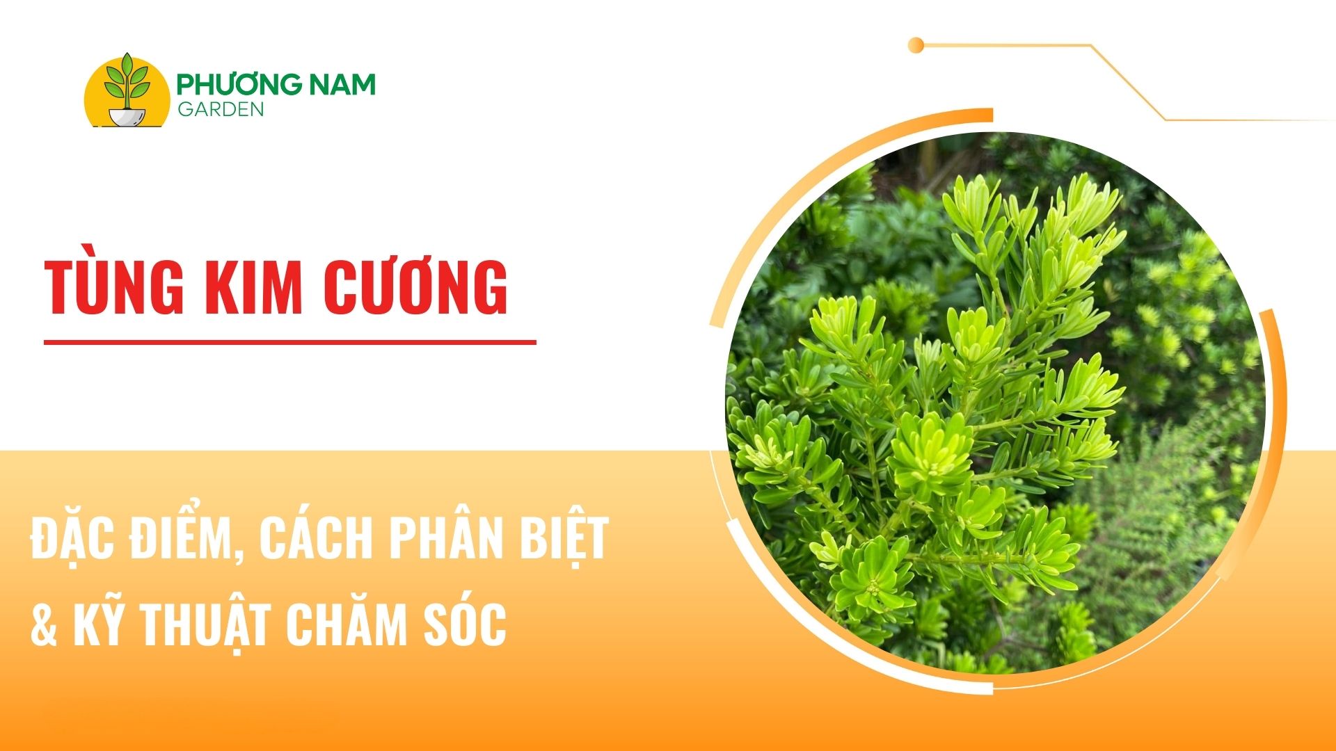 Tùng Kim Cương: Đặc Điểm, Cách Phân Biệt & Kỹ Thuật Chăm Sóc