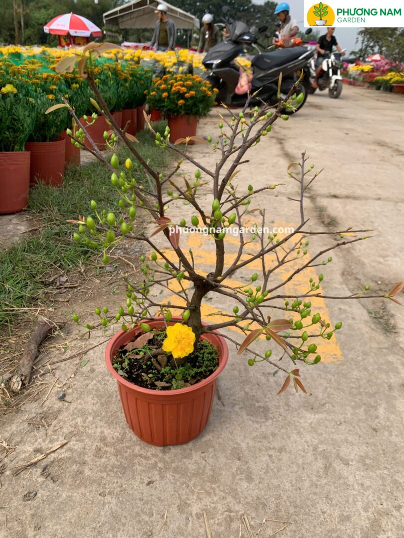 Đặc điểm nổi bật của giống Mai Cúc Thọ Hương