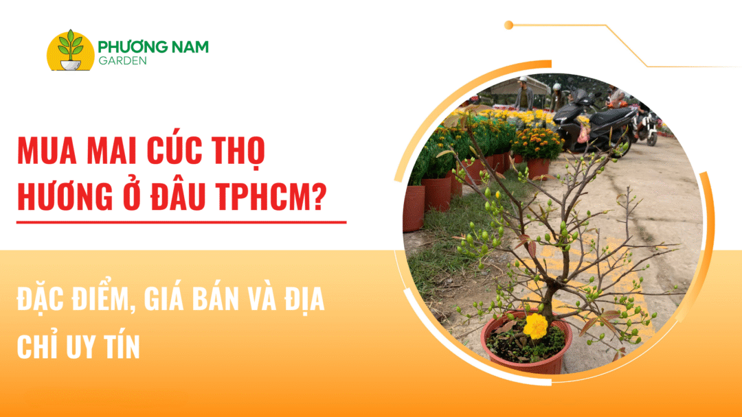 Mua Mai Cúc Thọ Hương Tại TP.HCM: Đặc Điểm, Giá Bán Và Địa Chỉ Uy Tín