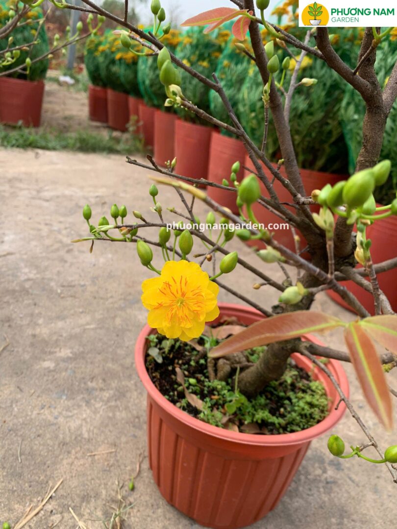 Giá bán Mai Cúc Thọ Hương tham khảo