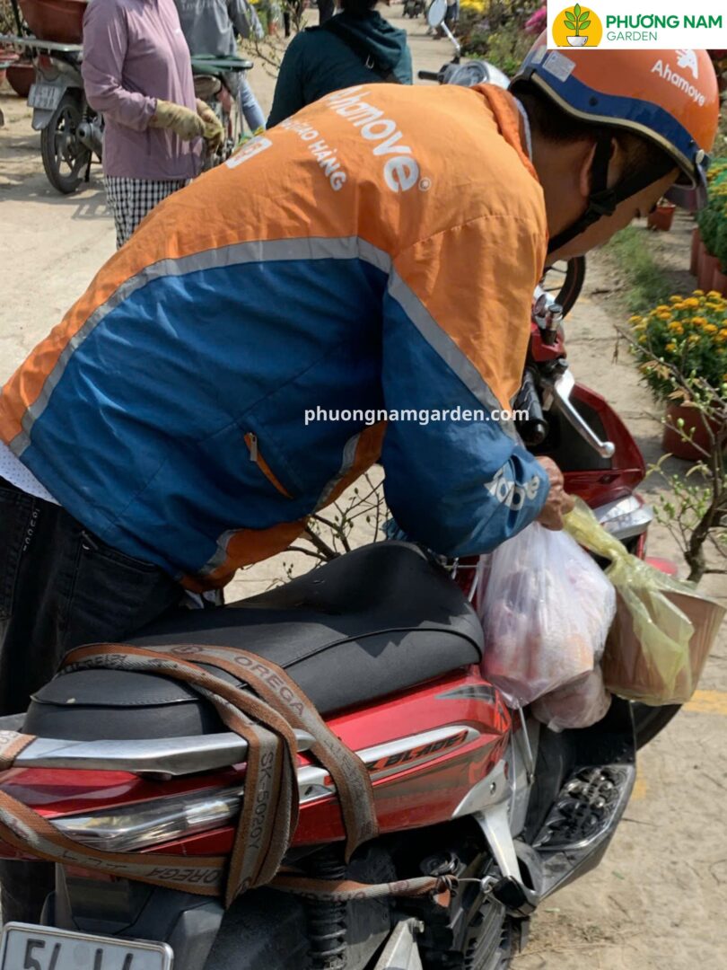 Phương Nam Garden: Địa chỉ mua Mai Cúc Thọ Hương uy tín