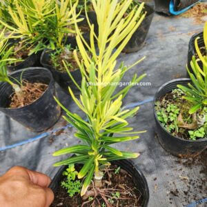 Tùng vàng tài lộc