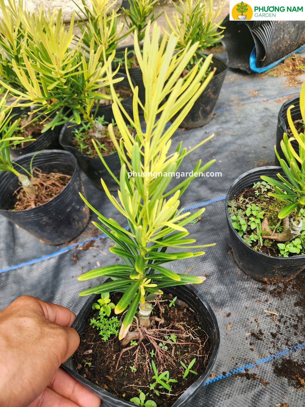 Tùng vàng tài lộc