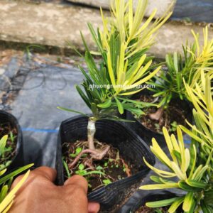 Tùng Vàng Tài Lộc (15-20cm) | Cây Ghép Khỏe Đẹp & Phong Thủy