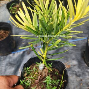 Tùng Vàng Tài Lộc (15-20cm) | Cây Ghép Khỏe Đẹp & Phong Thủy