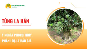 Tùng La Hán Ý Nghĩa Phong Thủy, Phân Loại & Báo Giá 2026