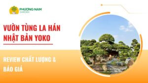 Vườn Tùng La Hán Nhật Bản Yoko