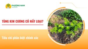 Tùng kim cương có mấy loại và tiêu chí phân biệt chính xác