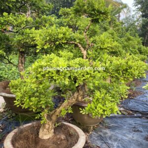 Cây nguyệt quế lá nhỏ bonsai