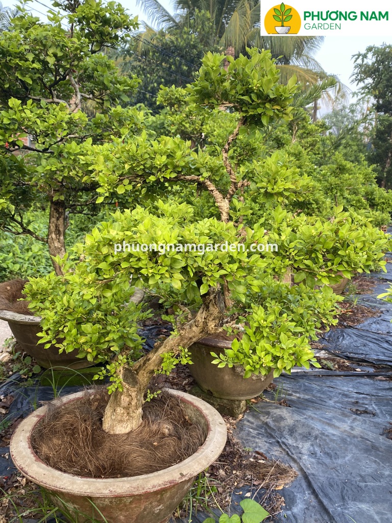 Cây nguyệt quế lá nhỏ bonsai: Cách chọn, trồng, chăm chuẩn nhà vườn 13 Cây nguyệt quế lá nhỏ bonsai