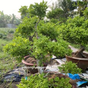 Cây nguyệt quế lá nhỏ bonsai: Cách chọn, trồng, chăm chuẩn nhà vườn 9 Cây nguyệt quế lá nhỏ bonsai: Cách chọn, trồng, chăm chuẩn nhà vườn