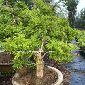 Cây nguyệt quế lá nhỏ bonsai: Cách chọn, trồng, chăm chuẩn nhà vườn 12 ý nghĩa lá nguyệt quế trong bonsai và phong thủy.