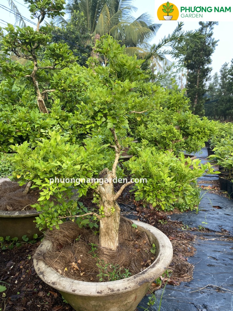 Cây nguyệt quế lá nhỏ bonsai: Cách chọn, trồng, chăm chuẩn nhà vườn 15 ý nghĩa lá nguyệt quế trong bonsai và phong thủy.