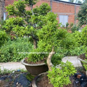 Cây nguyệt quế lá nhỏ bonsai: Cách chọn, trồng, chăm chuẩn nhà vườn 11 cây nguyệt quế đặt lệch bên lối vào, có ánh sáng tự nhiên và không chắn cửa.