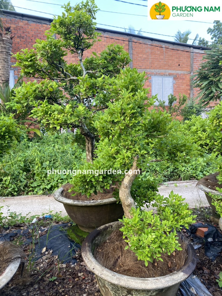 Cây nguyệt quế lá nhỏ bonsai: Cách chọn, trồng, chăm chuẩn nhà vườn 7 cây nguyệt quế đặt lệch bên lối vào, có ánh sáng tự nhiên và không chắn cửa.