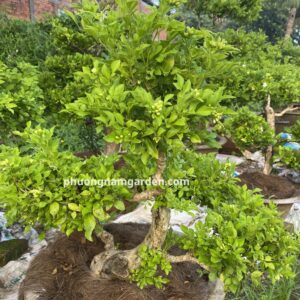 Cây nguyệt quế lá nhỏ bonsai: Cách chọn, trồng, chăm chuẩn nhà vườn 10 hoa nguyệt quế lá nhỏ trên cây bonsai.