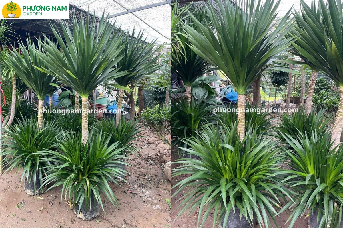 Cây phát tài núi khỏe mạnh, lá xanh bóng