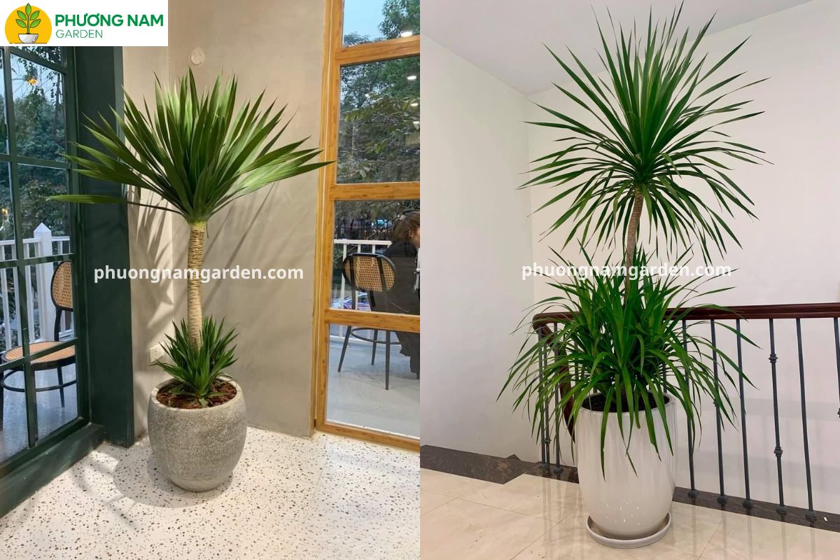 Vị trí và hướng đặt cây phát tài núi theo phong thủy
