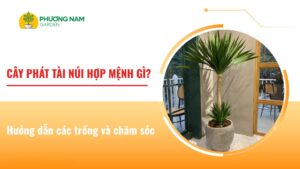 Cây phát tài núi hợp mệnh gì? Hướng dẫn các trồng và chăm sóc