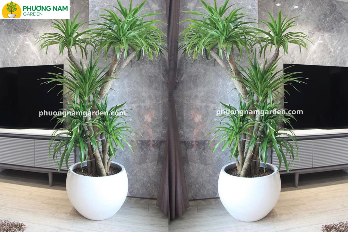 Cây phát tài núi đặt trong chậu sứ tại góc phòng khách hiện đại, ánh sáng tự nhiên chiếu nhẹ qua cửa sổ