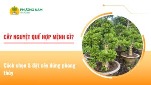 Cây nguyệt quế hợp mệnh gì