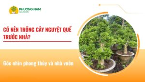 Có nên trồng cây nguyệt quế trước nhà
