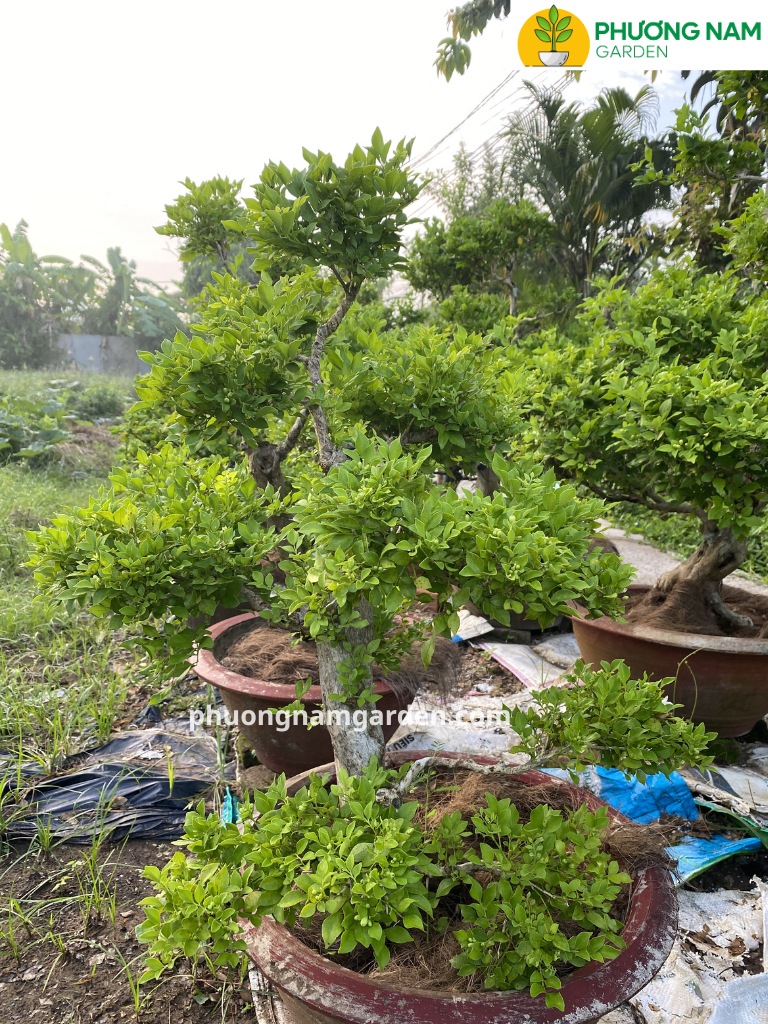 Có nên trồng cây nguyệt quế trước nhà? Góc nhìn phong thủy và nhà vườn 6 Ảnh thực tế: minh họa cây đặt sai vị trí như chắn cửa, thiếu sáng, chậu đọng nước.