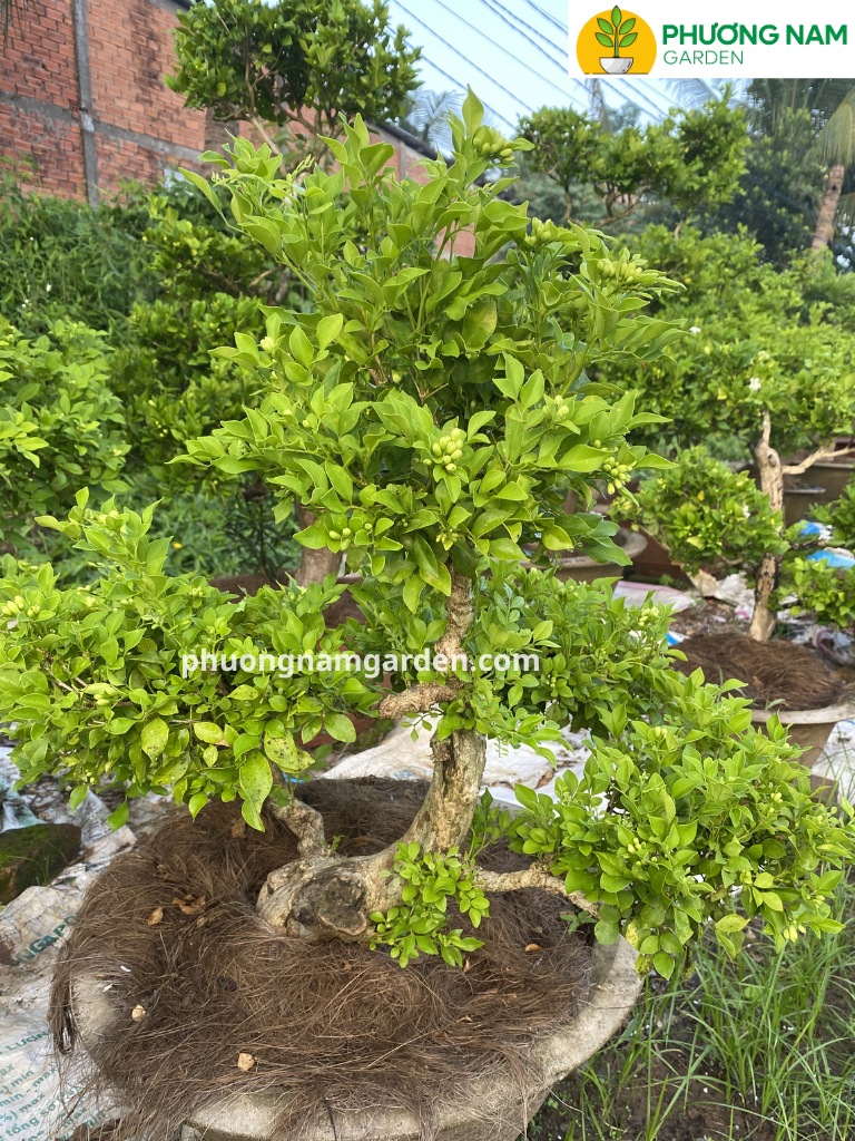 Có nên trồng cây nguyệt quế trước nhà? Góc nhìn phong thủy và nhà vườn 7 Ảnh thực tế: cây nguyệt quế đặt lệch bên cổng, bên hiên hoặc cạnh lối vào.